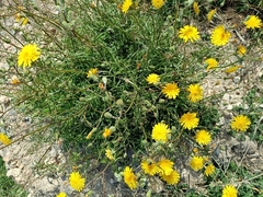 Sonchus tenerrimus