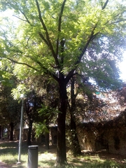 Juglans nigra