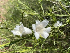 Eremophila polyclada