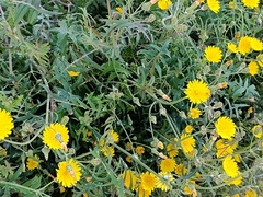 Sonchus tenerrimus