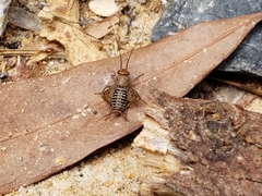 Neonemobius mormonius