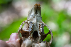 Cuniculus