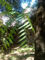Juglans nigra