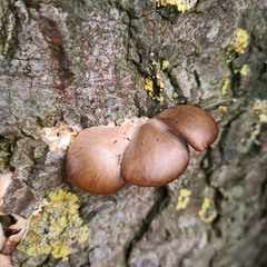 Pleurotus ostreatus