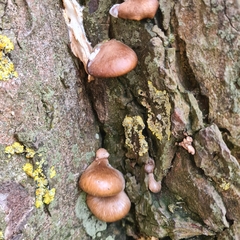 Pleurotus ostreatus