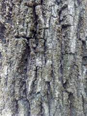 Juglans nigra