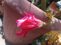 Disocactus