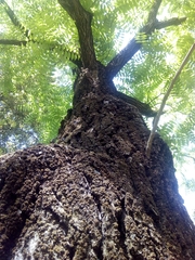 Juglans nigra