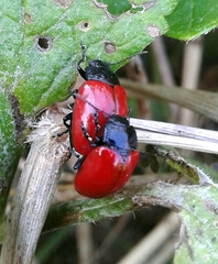 Chrysolina lucida