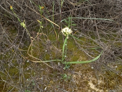 Allium subvillosum