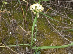 Allium subvillosum