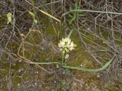 Allium subvillosum