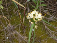 Allium subvillosum