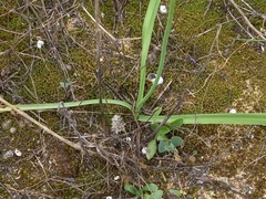 Allium subvillosum