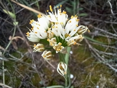Allium subvillosum