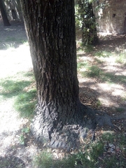 Juglans nigra