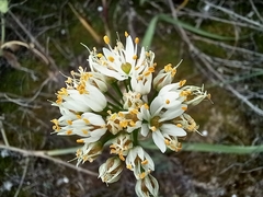 Allium subvillosum