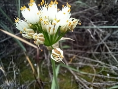 Allium subvillosum