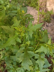 Sisymbrium erysimoides