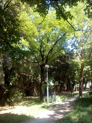 Juglans nigra