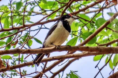 Brown-throated Wattle-eye