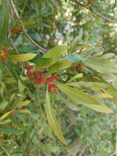 Morella cerifera image