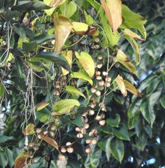 Dioscorea alata
