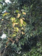 Dioscorea alata