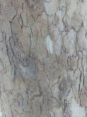 Platanus