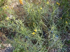 Senecio nevadensis malacitanus