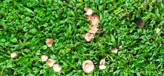 Agaricales