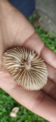 Agaricales
