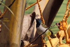 Anabathmis reichenbachii