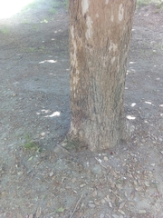 Platanus