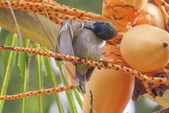 Anabathmis reichenbachii