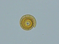 Helicoon auratum