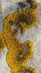 Candelariella medians