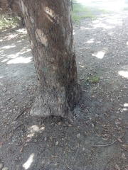Platanus