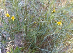Senecio nevadensis malacitanus