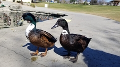 Anas platyrhynchos domesticus