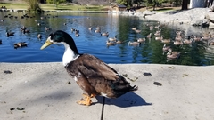 Anas platyrhynchos domesticus