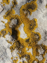 Candelariella medians