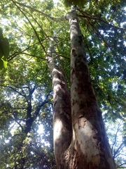Platanus
