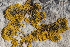 Candelariella medians