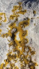 Candelariella medians