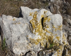 Candelariella medians