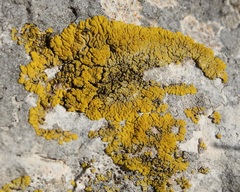 Candelariella medians