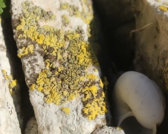 Candelariella medians