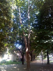 Platanus