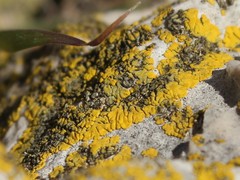 Candelariella medians